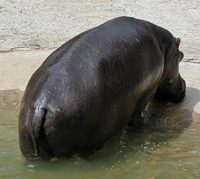 hippopotamus